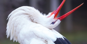 Bill-Clattering White Stork